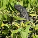 iguana_green_ccr_gc_v_0025_cay1488.jpg